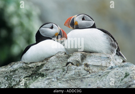 Atlantic Puffin Fratercula arctica pair Hornoya Nature Reserve Vardo Norway June 2001 Stock Photo