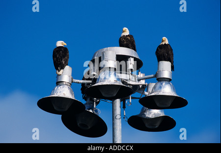 Bald Eagle Haliaeetus leucocephalus adults on light Homer Alaska USA March 2000 Stock Photo