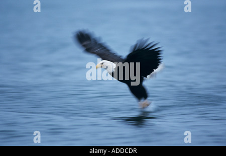 Bald Eagle Haliaeetus leucocephalus adult in flight Homer Alaska USA March 2000 Stock Photo