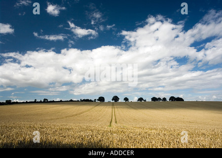 Wheat field in the English countryside on a summers day. Broughton Oxfordshire, England Stock Photo