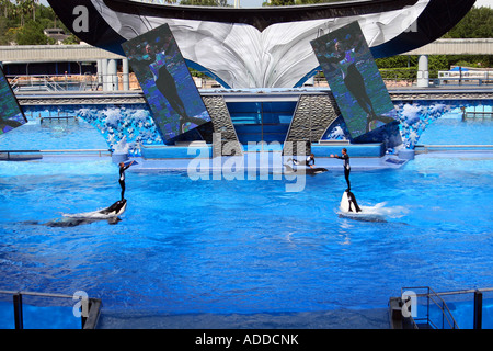 Two Shamu Trainers during Show Stock Photo