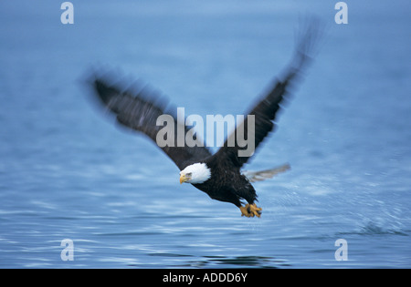 Bald Eagle Haliaeetus leucocephalus adult in flight with fish Homer Alaska USA March 2000 Stock Photo