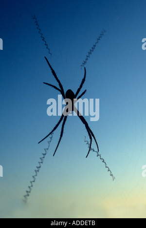 Saint Andrew's cross spider  , NSW , Australia Stock Photo