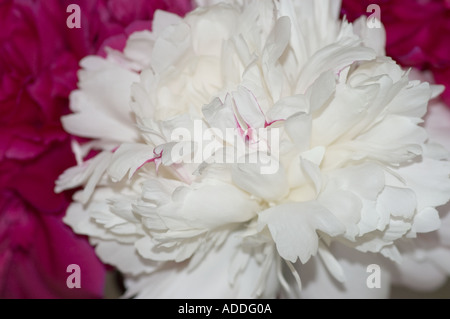 Peonies (Paeonia lactiflora) Stock Photo