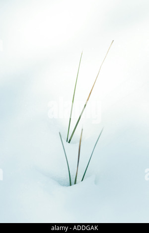 Blades of grass emerging from snow Stock Photo