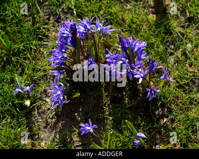 Alpine Squill member of the Lily family Growing in Carshalton Park Surrey England Scilla Bifolia Stock Photo