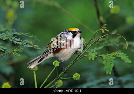 Chestnut-sided Warbler Dendroica pensylvanica male South Padre Island Texas USA April 2005 Stock Photo