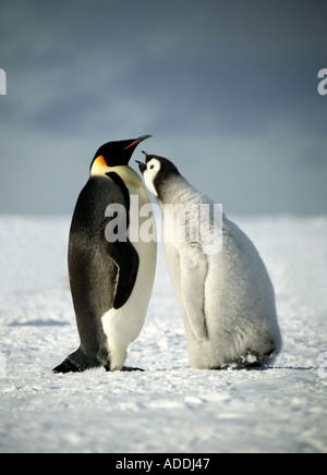 Adult emperor penguin with chick asking to be fed Halley Bay Weddell Sea Antarctica Stock Photo