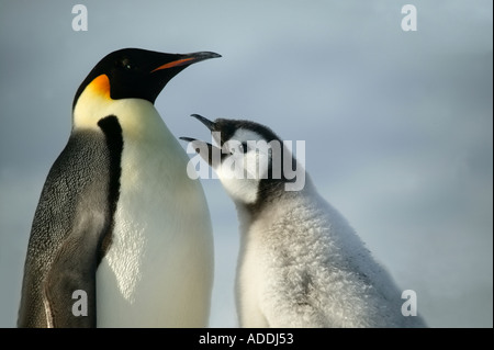 Adult emperor penguin with chick asking to be fed Halley Bay Weddell Sea Antarctica Stock Photo