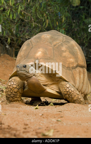 Male Angonoka or Madagascar Plowshare tortoise (Geochelone yniphora) Endangered, Ampijoroa, Madagascar Stock Photo