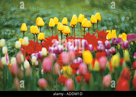 Tulpenbeet Stock Photo