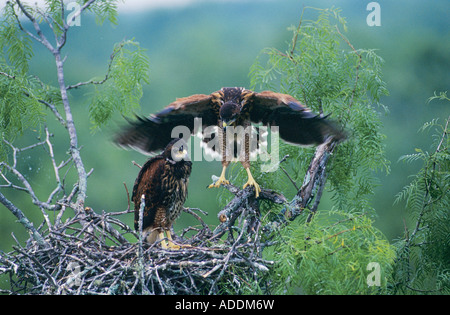 Harris's Hawk Parabuteo unicinctus young in nest in Mesquite tree testing wings ca 5 weeks old  Rio Grande Valley Texas USA May Stock Photo