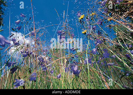 Blumenwiese Stock Photo
