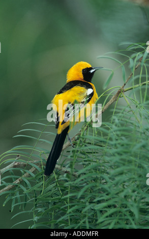 Hooded Oriole Icterus cucullatus male Willacy County Rio Grande Valley Texas USA May 2004 Stock Photo