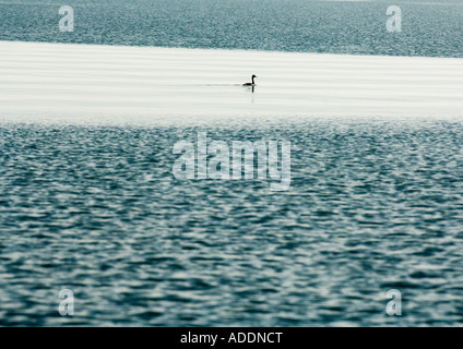 Duck on surface of water Stock Photo