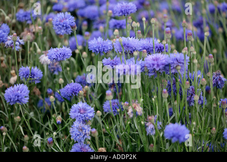 Patch of blue cornflowers (Centaurea cyanus) in bloom in summer Stock Photo