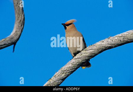 Bohemian Waxwing Bombycilla garrulus adult Finland June 2001 Stock Photo