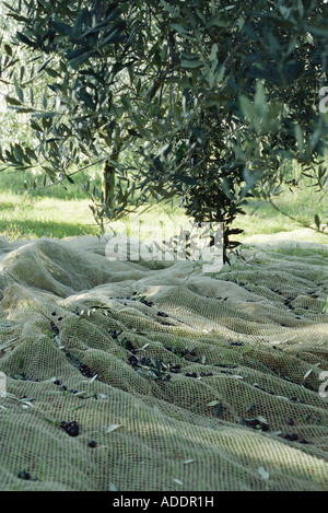 Olive tree with net underneath Stock Photo