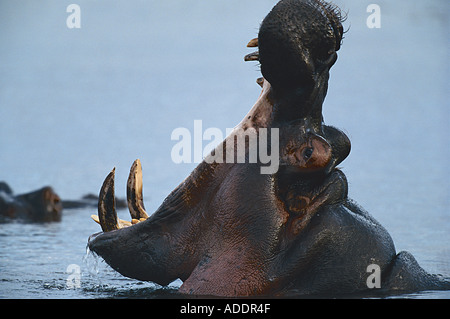 Flusspferd, Kopf Stock Photo