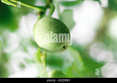 Olive growing on tree, extreme close-up Stock Photo