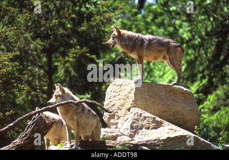 Gray Wolves Stock Photo