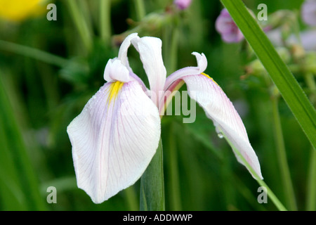 Iris ensata Rose Queen early June Stock Photo