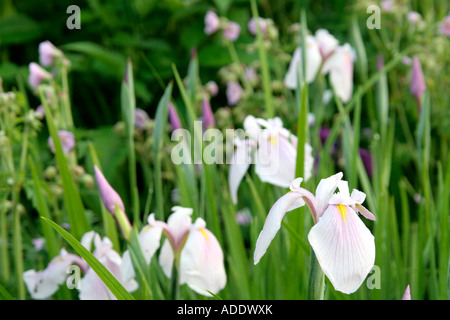 Iris ensata Rose Queen early June Stock Photo