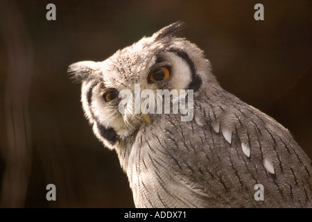 White faced Scops Owl Stock Photo