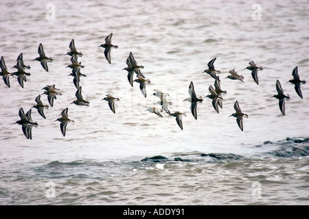 Flock of Dunlin Stock Photo