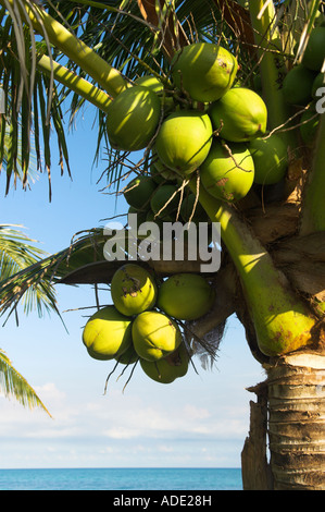 Closeup green coconuts on palm tree blue sky Stock Photo