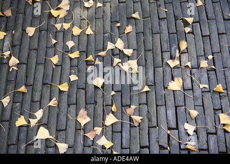 Ginkgo leaves on stone surface Stock Photo