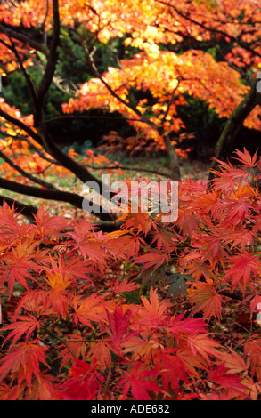 Autumn colour maples Batsford Arboretum 4 Stock Photo