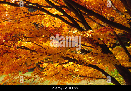Autumn colour maples Batsford Arboretum 3 Stock Photo