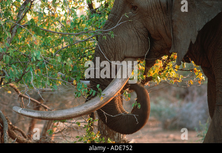 African elephant Loxodonta africana Bull browsing Kruger National Park South Africa Stock Photo