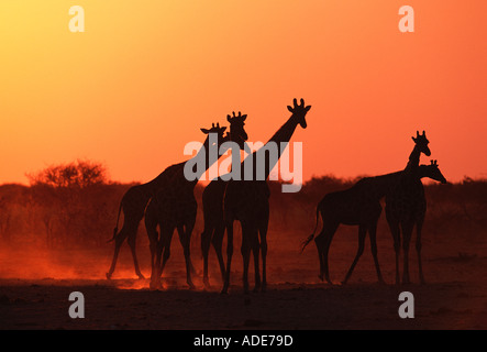 Southern Giraffe Giraffa camelopardalis subspp In silhouette against sunset Etosha N P Namibia Stock Photo