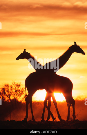 Southern Giraffe Giraffa camelopardalis subspp In silhouette against sunset Etosha N P Namibia Stock Photo