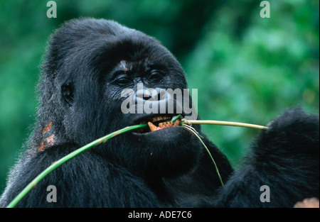 Mountain Gorilla Gorilla gorilla beringei Stem peeling is a favourite feeding technique Distribution Rwanda Uganda DRC P Stock Photo