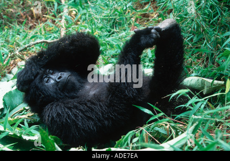 Mountain Gorilla Gorilla gorilla beringei Resting or sleeping at midday Rwanda Uganda DRC P N des Volcans Western Ugand Stock Photo