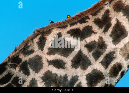 Southern Giraffe Giraffa camelopardalis With red billed oxpeckers Distribution Africa south of Equator Stock Photo