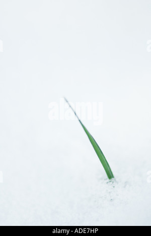 Blade of grass emerging from snow Stock Photo