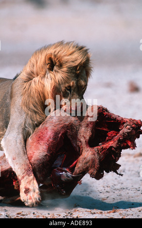 Lion Panthera leo Male carrying remains of kill Etosha National Park Namibia Stock Photo