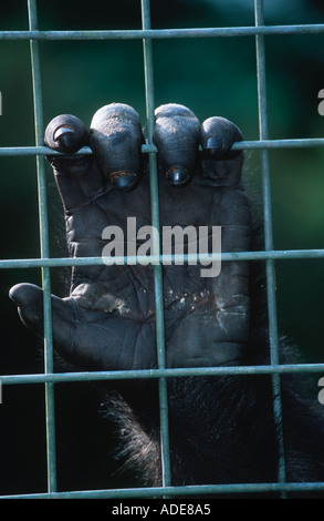 Western Lowland Gorilla Gorilla gorilla gorilla Close up of gorilla hand in cage Gabon Congo Stock Photo