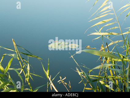 Lily pad on surface of water Stock Photo