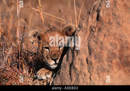 Lion Panthera leo Two month old cub playing around termite mound Africa Stock Photo
