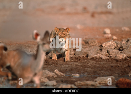 Lion Panthera leo Lioness stalking kudu Etosha National Park Namibia Africa Stock Photo