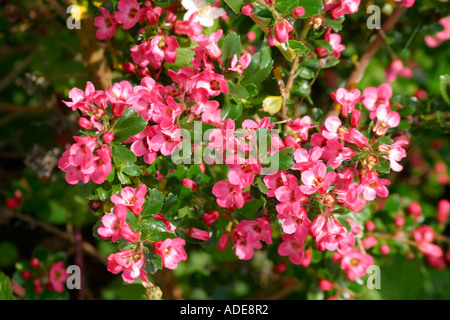 Deep Pink Escallonia shrub flowers in bloom Stock Photo