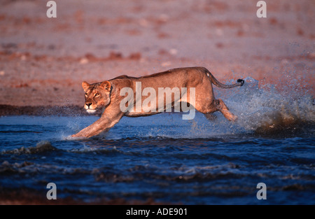 lioness etosha stalking panthera prey leo chasing lion alamy namibia africa saharan sub
