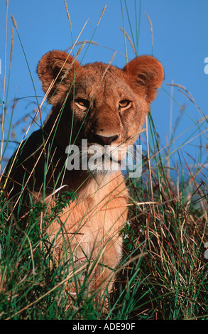 Lion Panthera leo Portrait of female Sub Saharan Africa Stock Photo