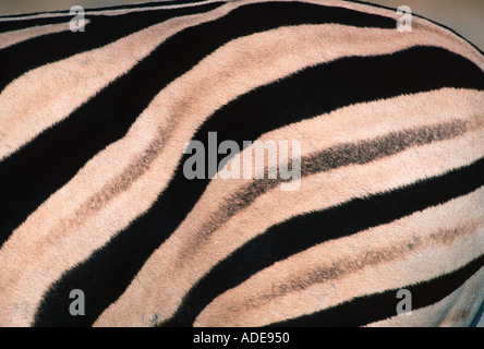 Burchells zebra Equus burchelli Striped coloration confuses predators Africa Stock Photo