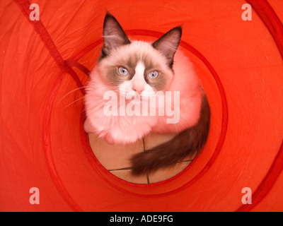 Young female Ragdoll kitten age 'four months' in Wiltshire England UK EU Stock Photo